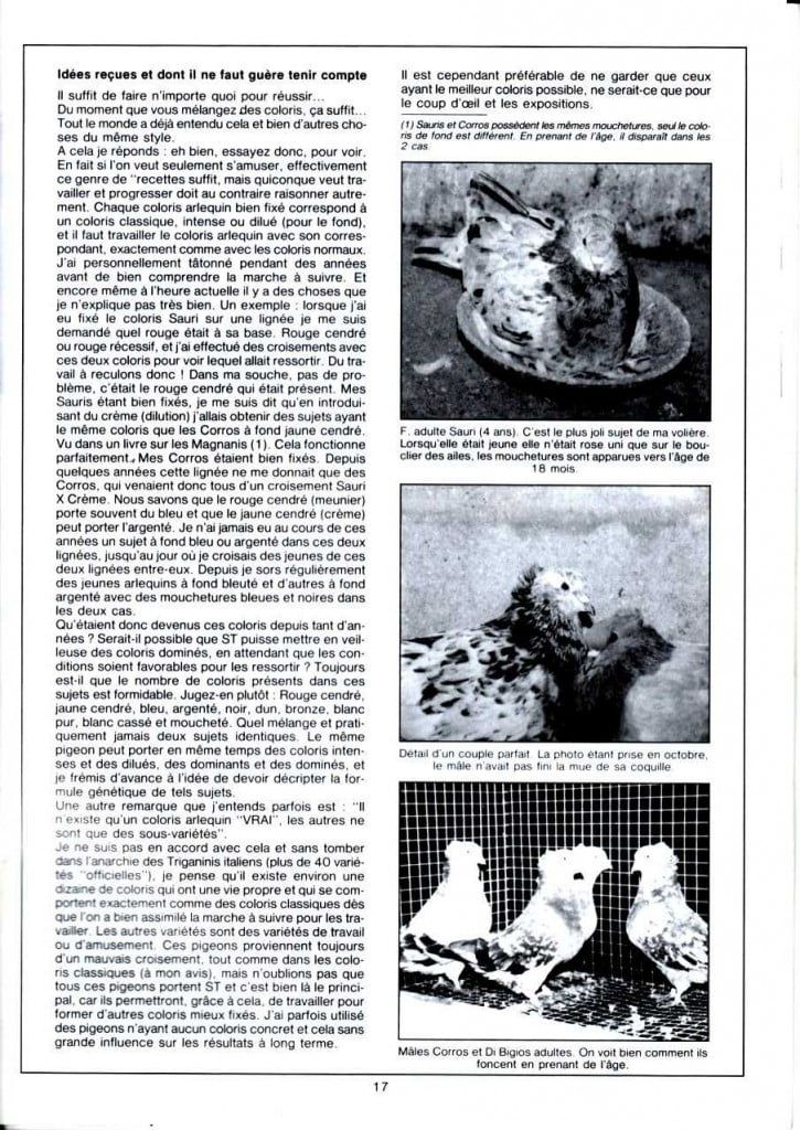 Article les sottobanca arlequins Colombiculture n°67 mars 1990-4 Par Jean Clavier